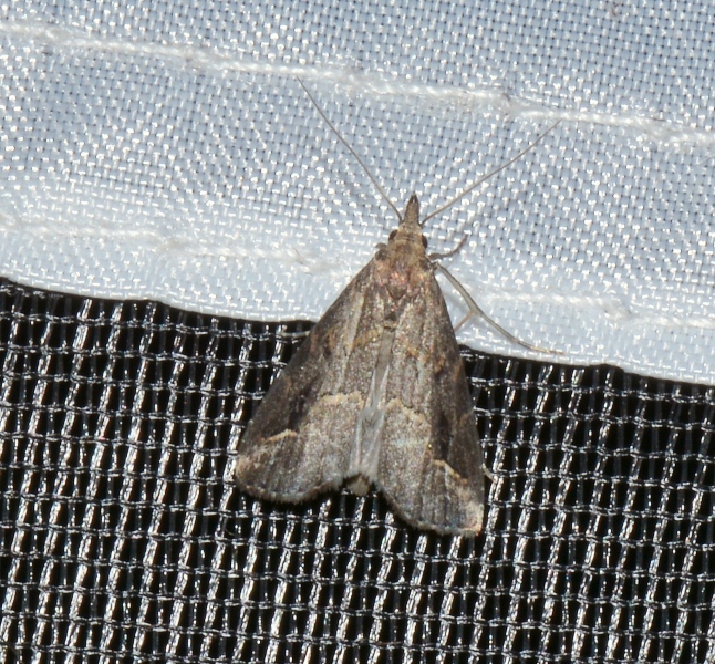 Schrankia costaestrigalis
